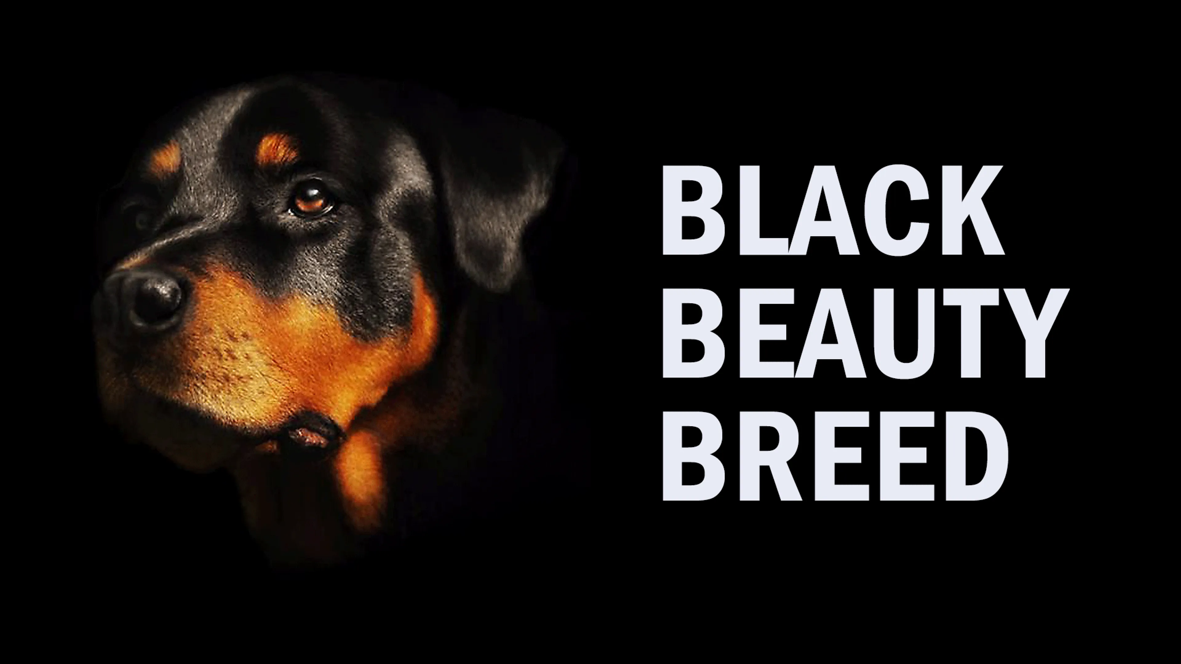 Black Beauty Breed poster